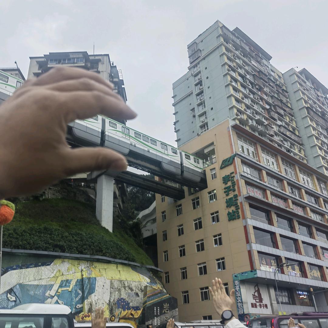向日葵的执着