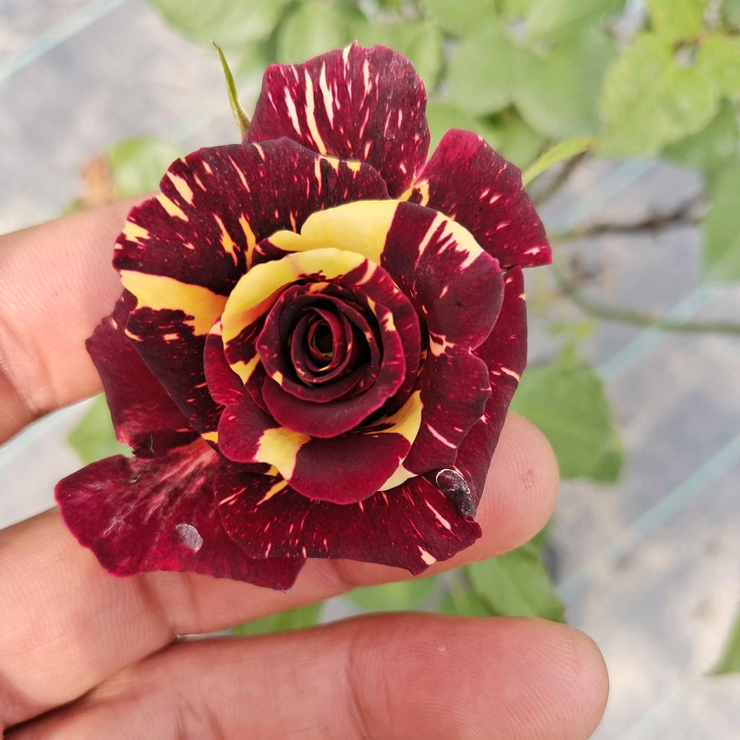 仲大进种植家庭农场