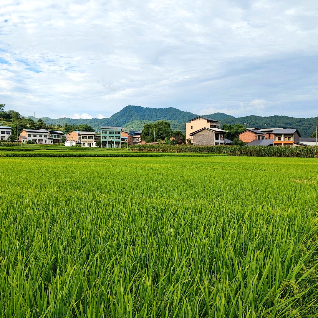 记忆中的三叶草🍀