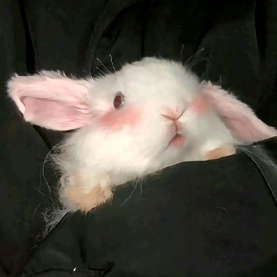 轻舟有很多肝（接代肝ing）