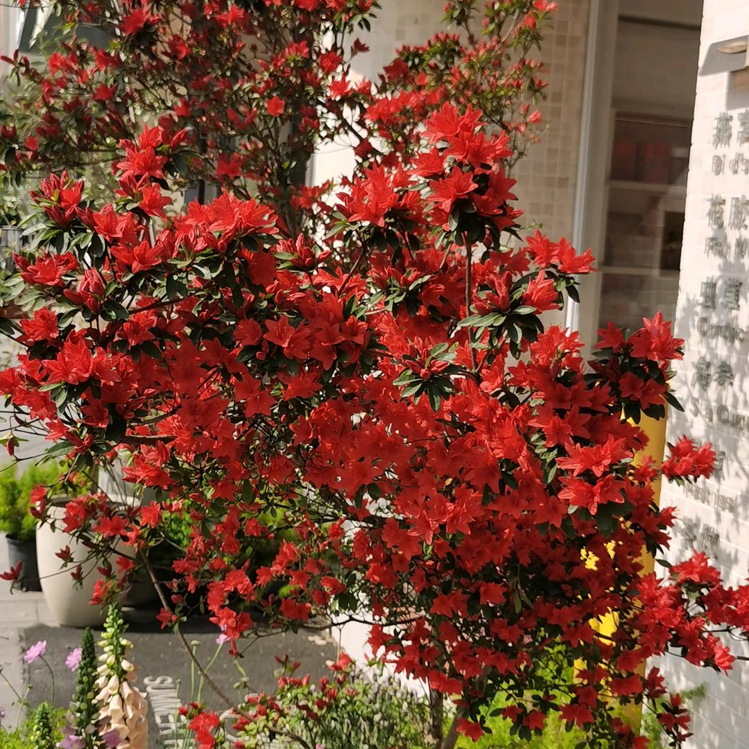 我是赵闹闹的爷爷