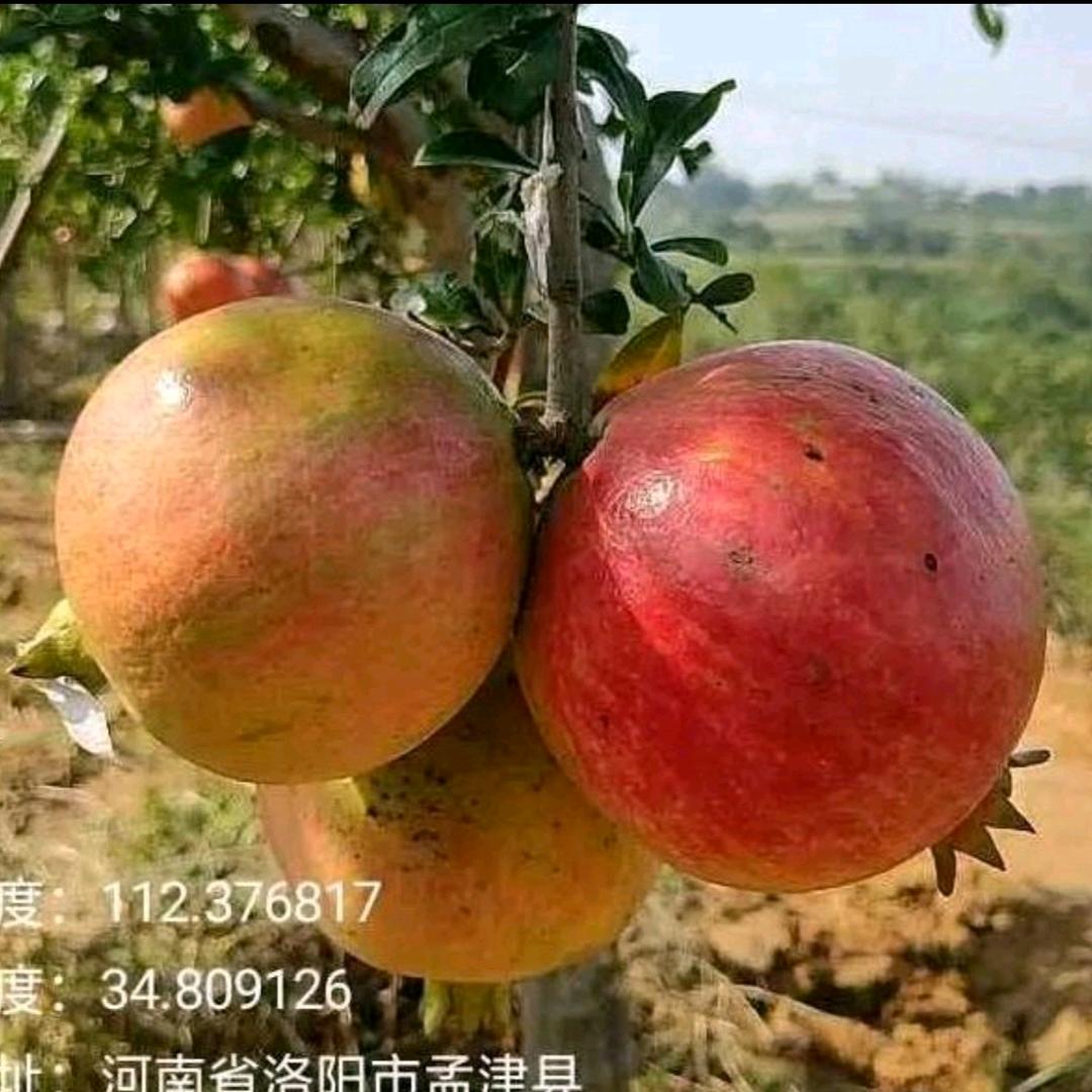 帝都石榴基地