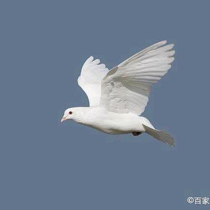 鸡鸭鹅鸽无抗养殖