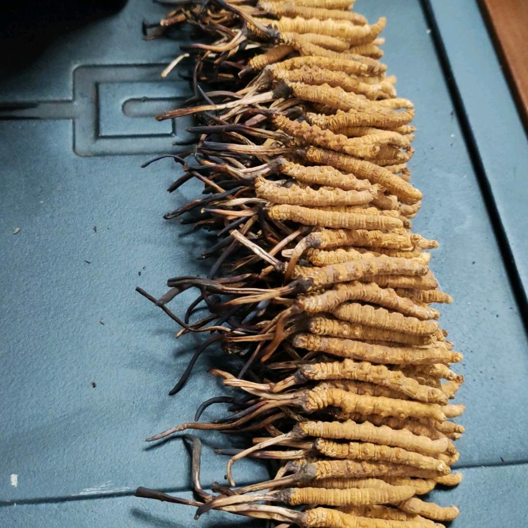 虫草☜全国接一 二线