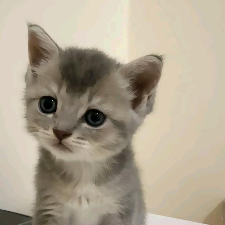 自以为是的豆腐花