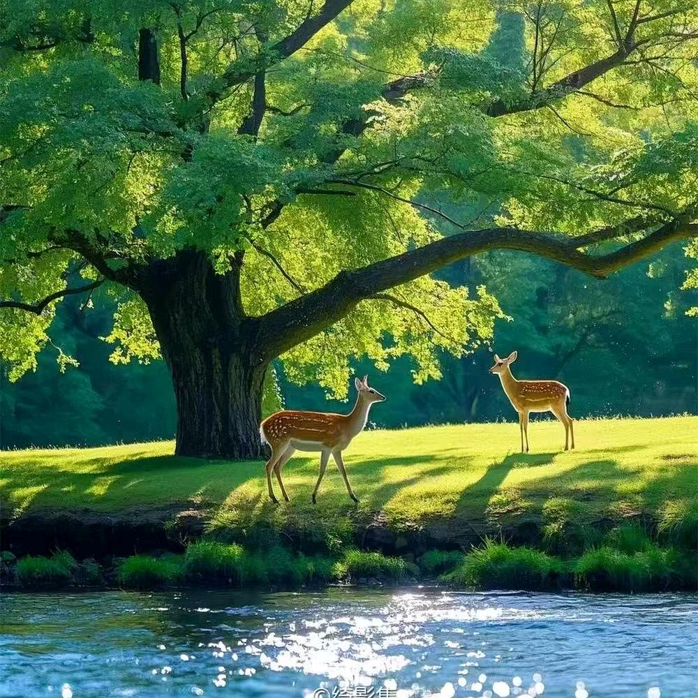 虎啸林🌲