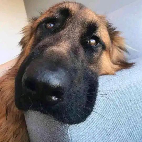 毛毛记事