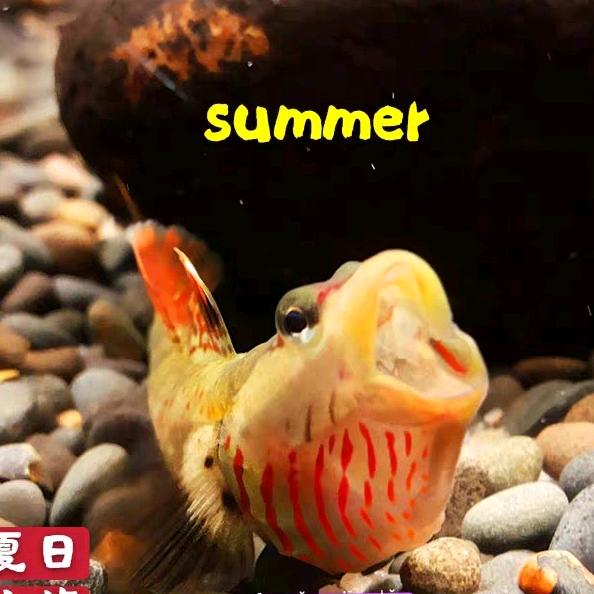 夏日水族的头像