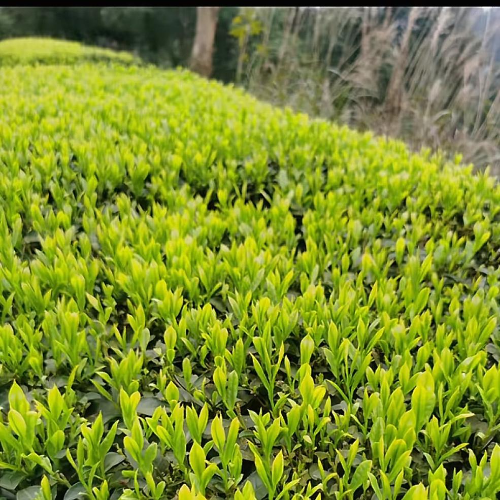 日照绿茶煦源春茶厂