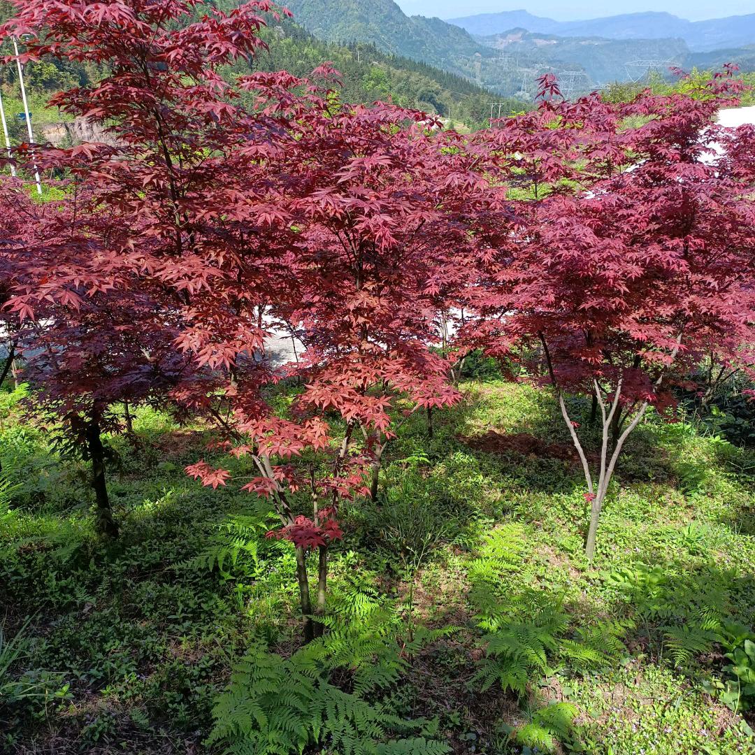 四川骑行