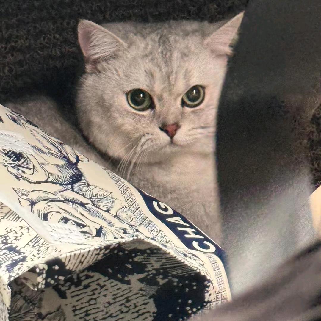 肥肥幺幺🐱