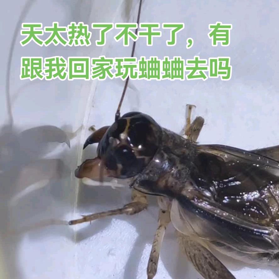 顺其自然