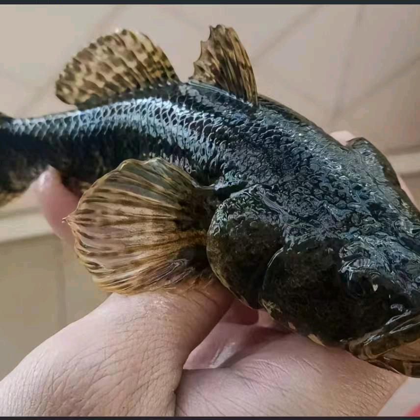 江苏大型虎头鲨养殖