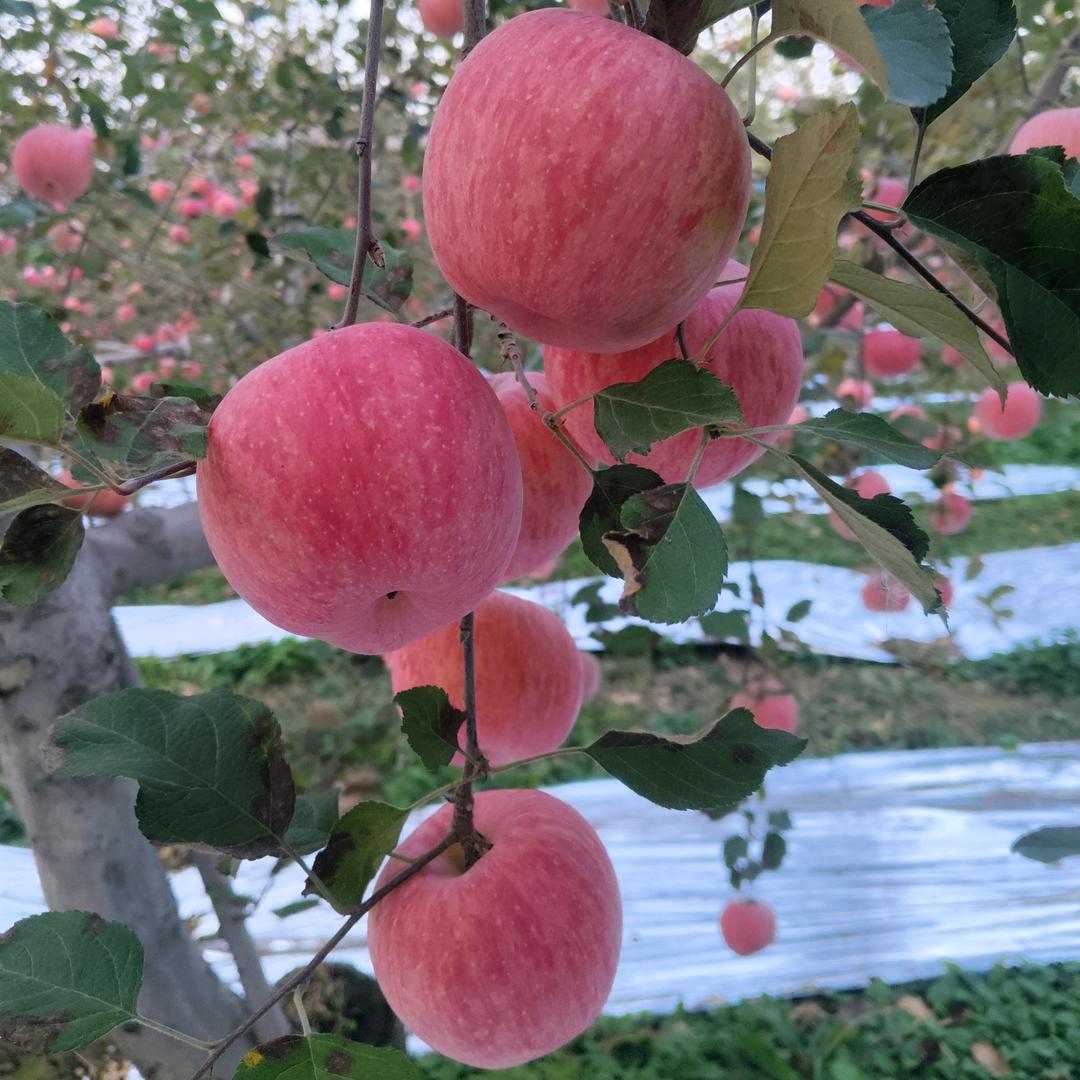 代收苹果🍎🍎🍎