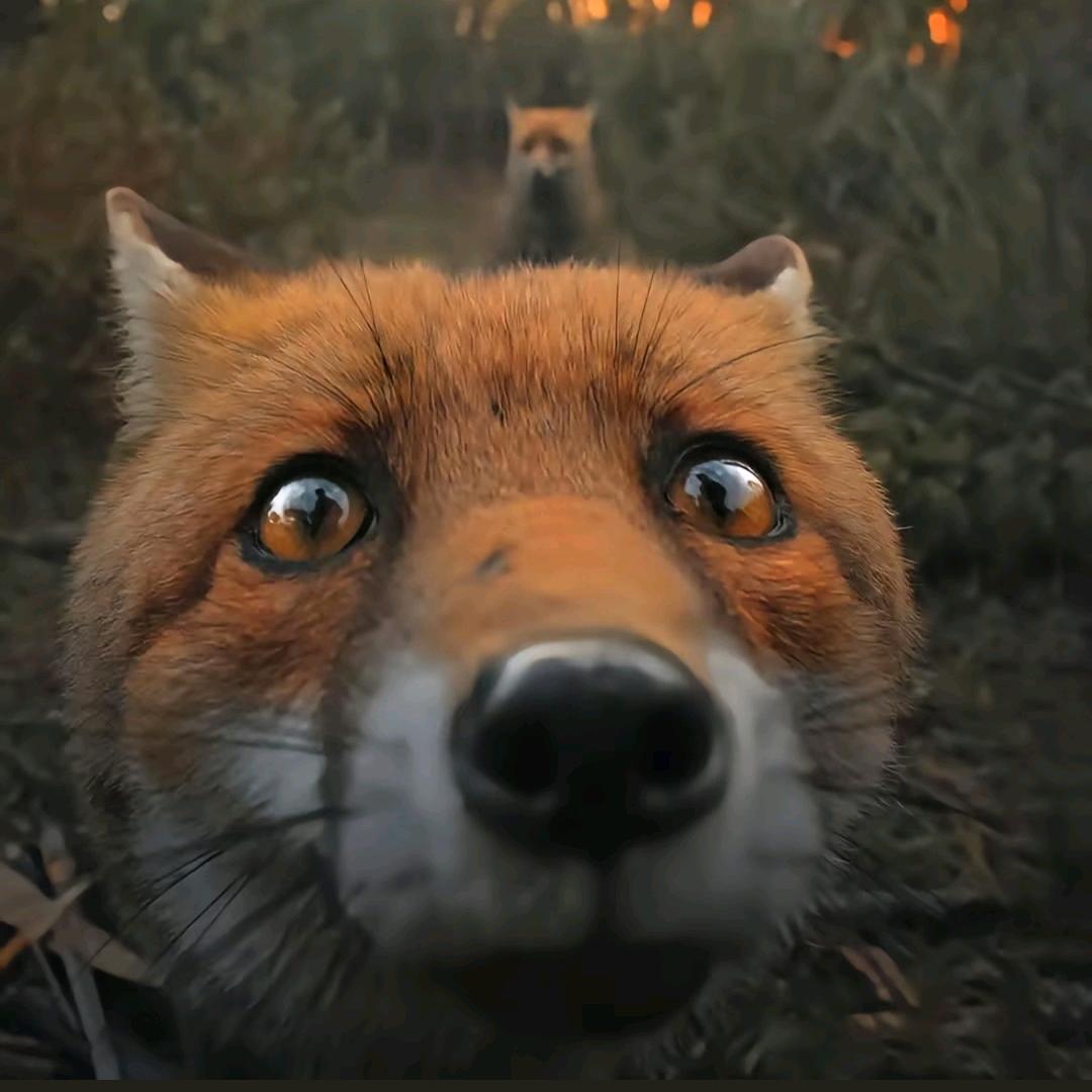 尘世（宝可梦顺属性大师）