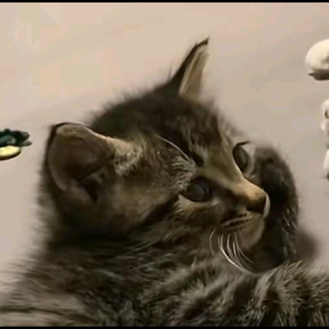 猫不语
