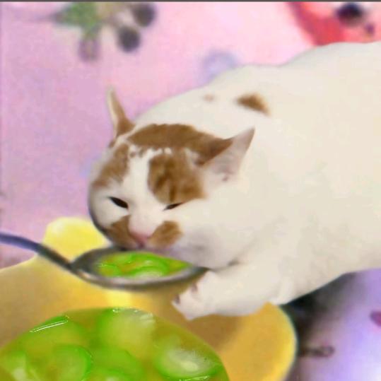 猫猫大王