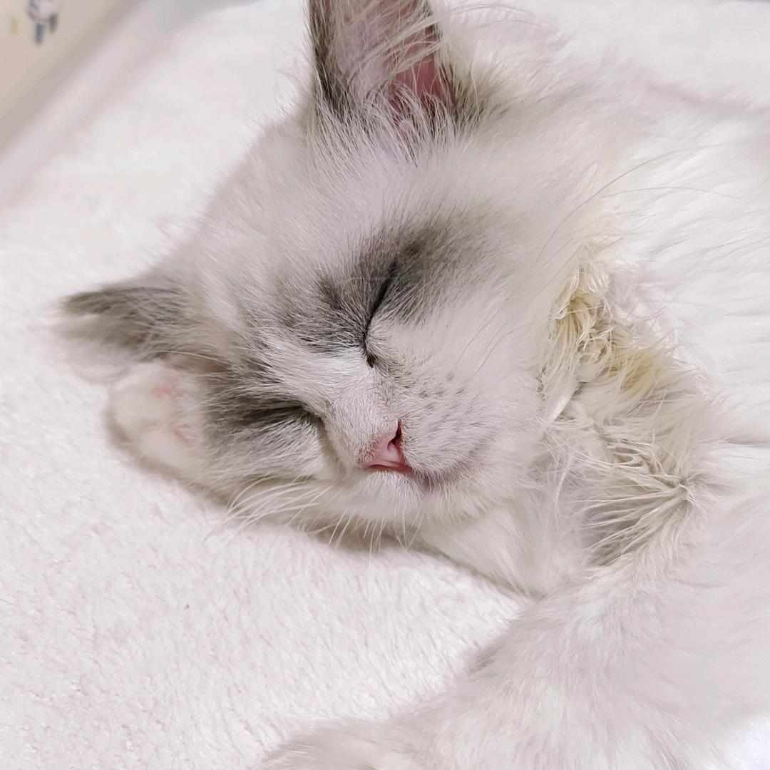 貂蟬戏妲己