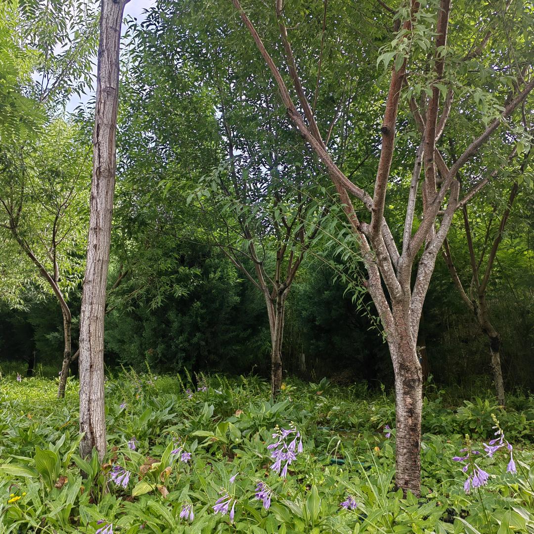 槐坡山房