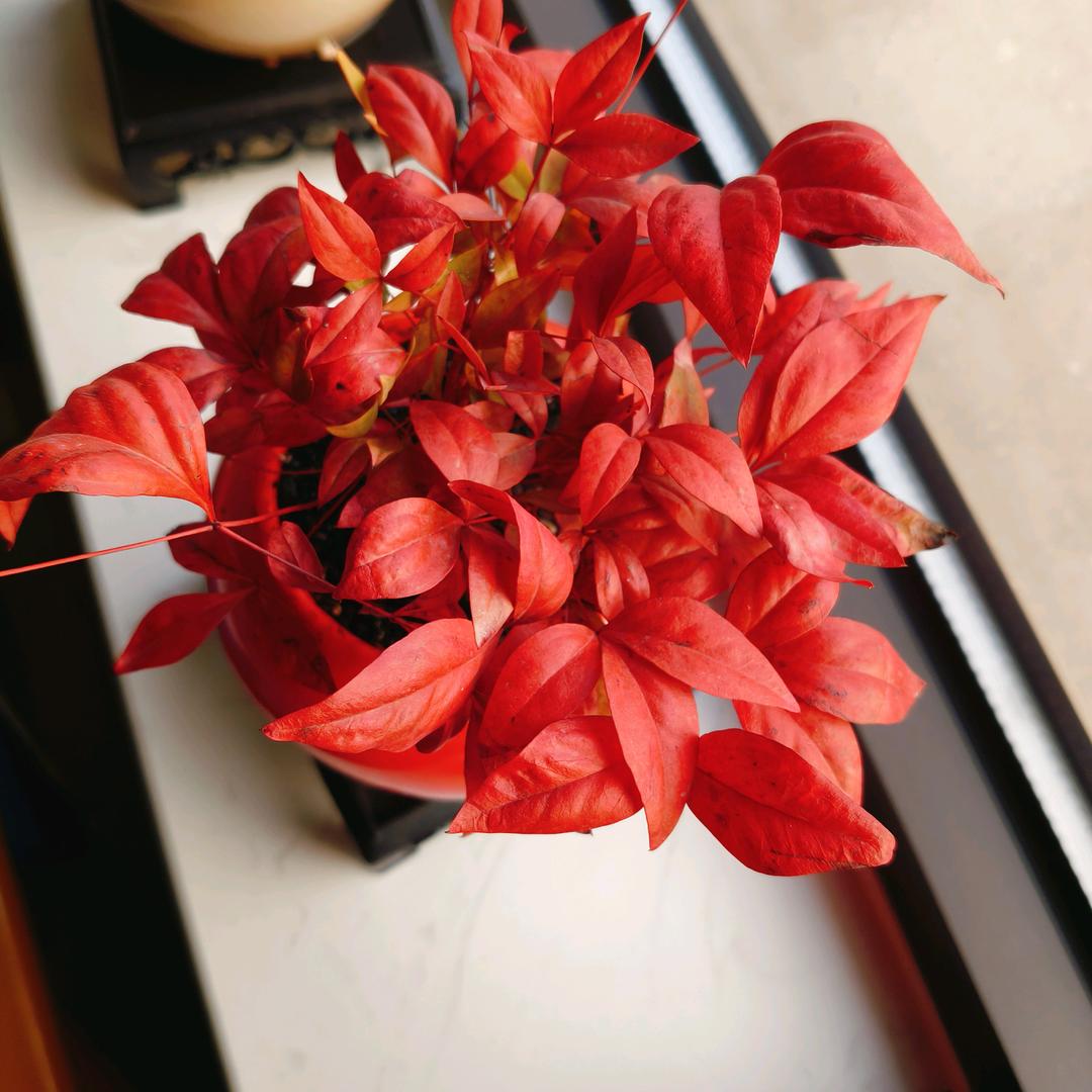 梓萌