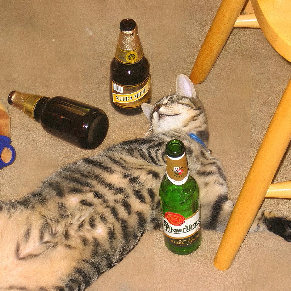 茄汁猫