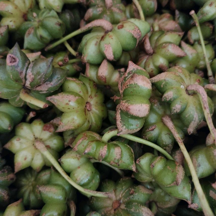 ღ᭄ꦿ阿💞凤꧔ꦿ᭄