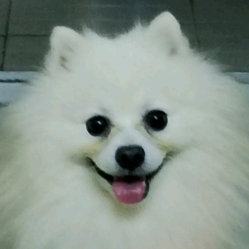 旺丶仔