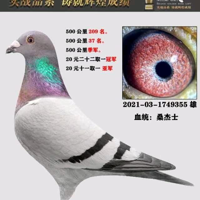 .昌源信鸽育种中心（小号）