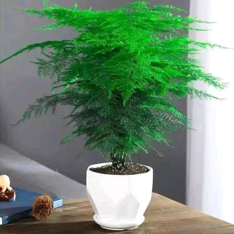 ~~老五~~