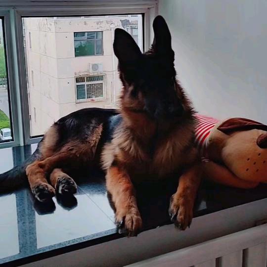 咪咪，黑豆，赛级德牧（母）