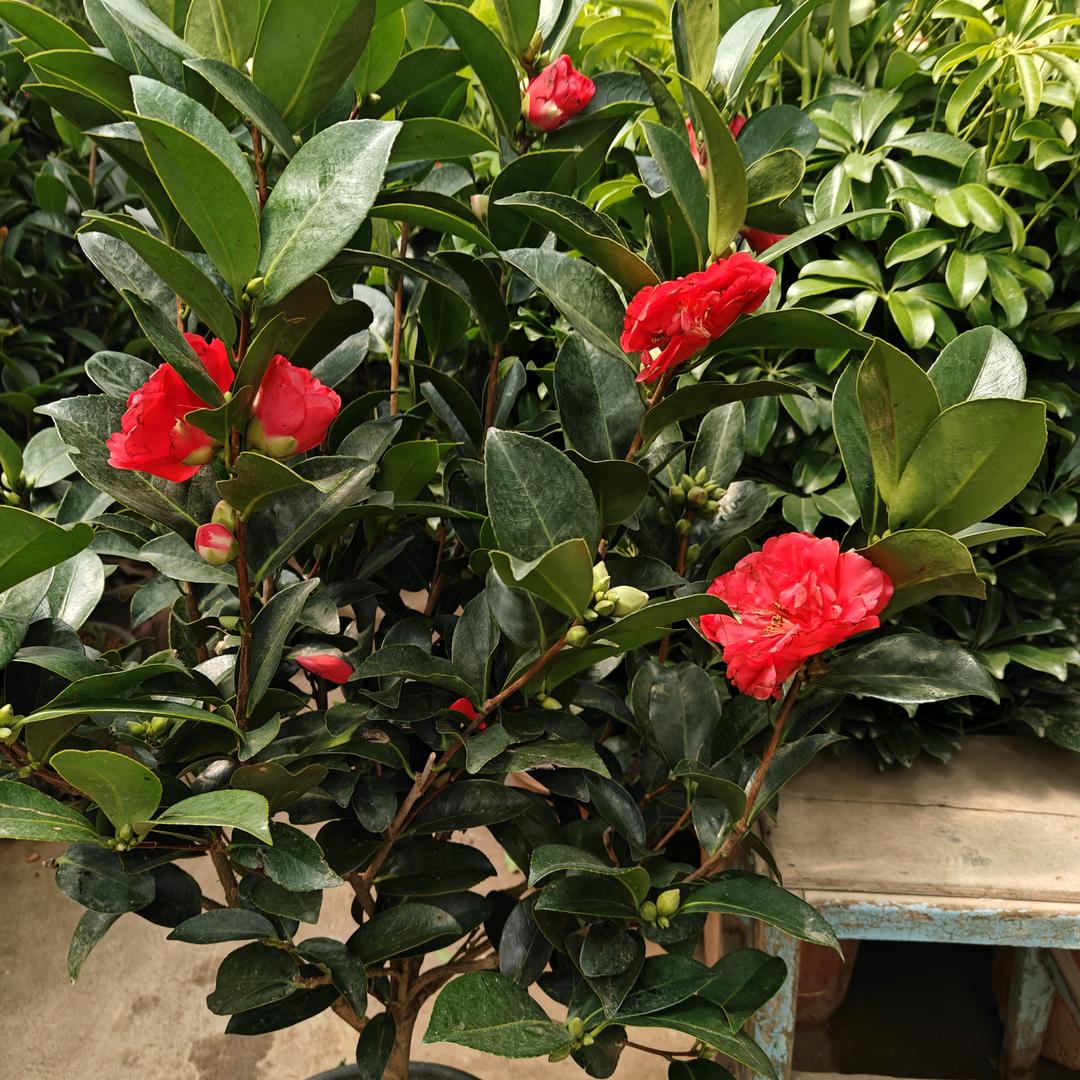 新疆精品干货土特产