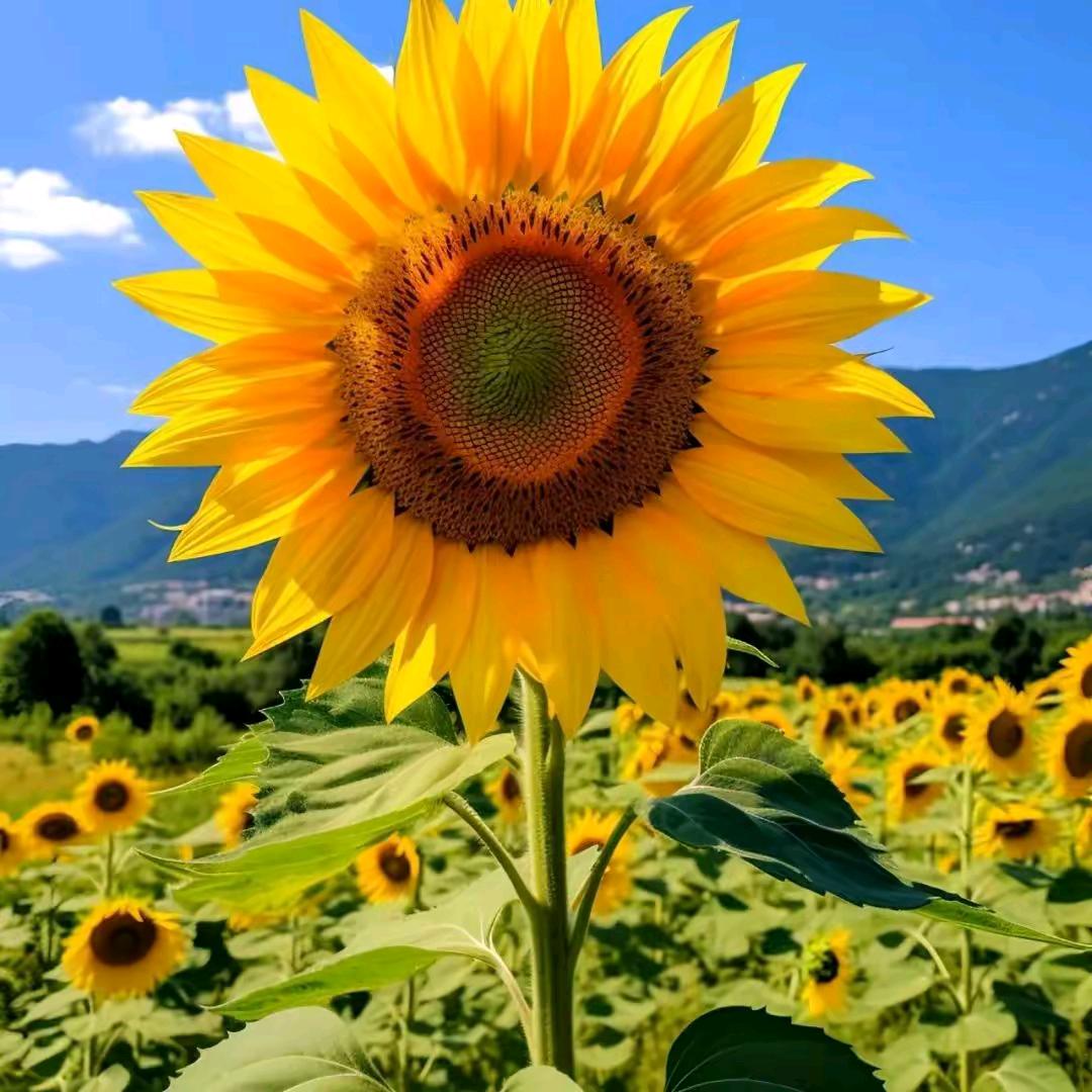 卫浴和厨房系列（老肖）