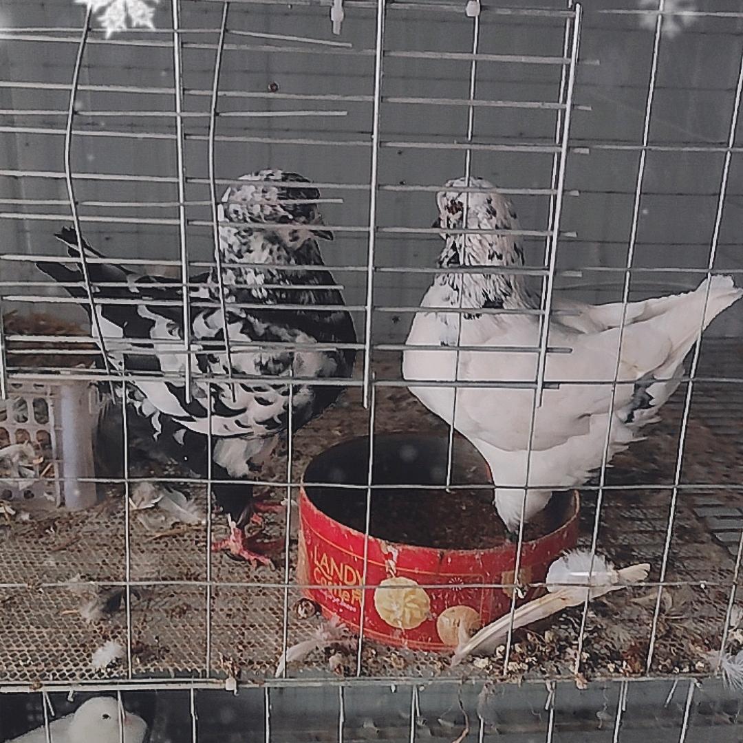 霍廷鸽舍，人与自然