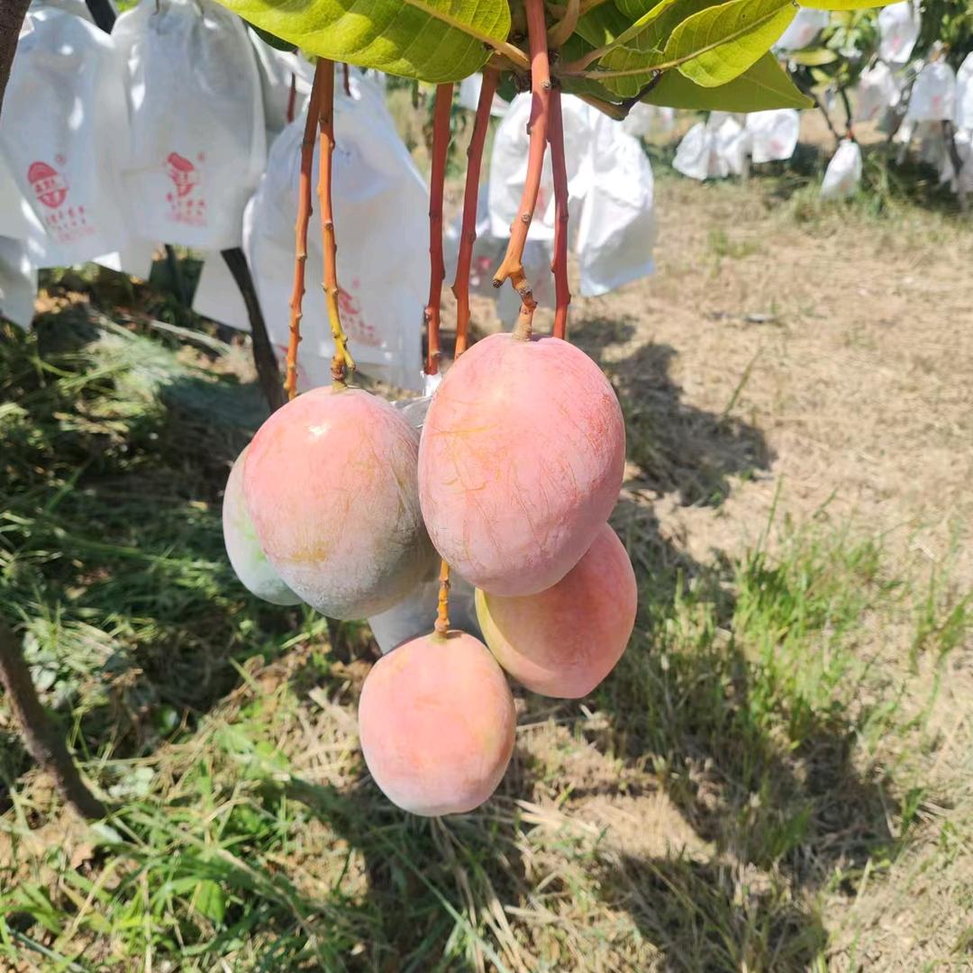 攀特果业(连赞拉黑)