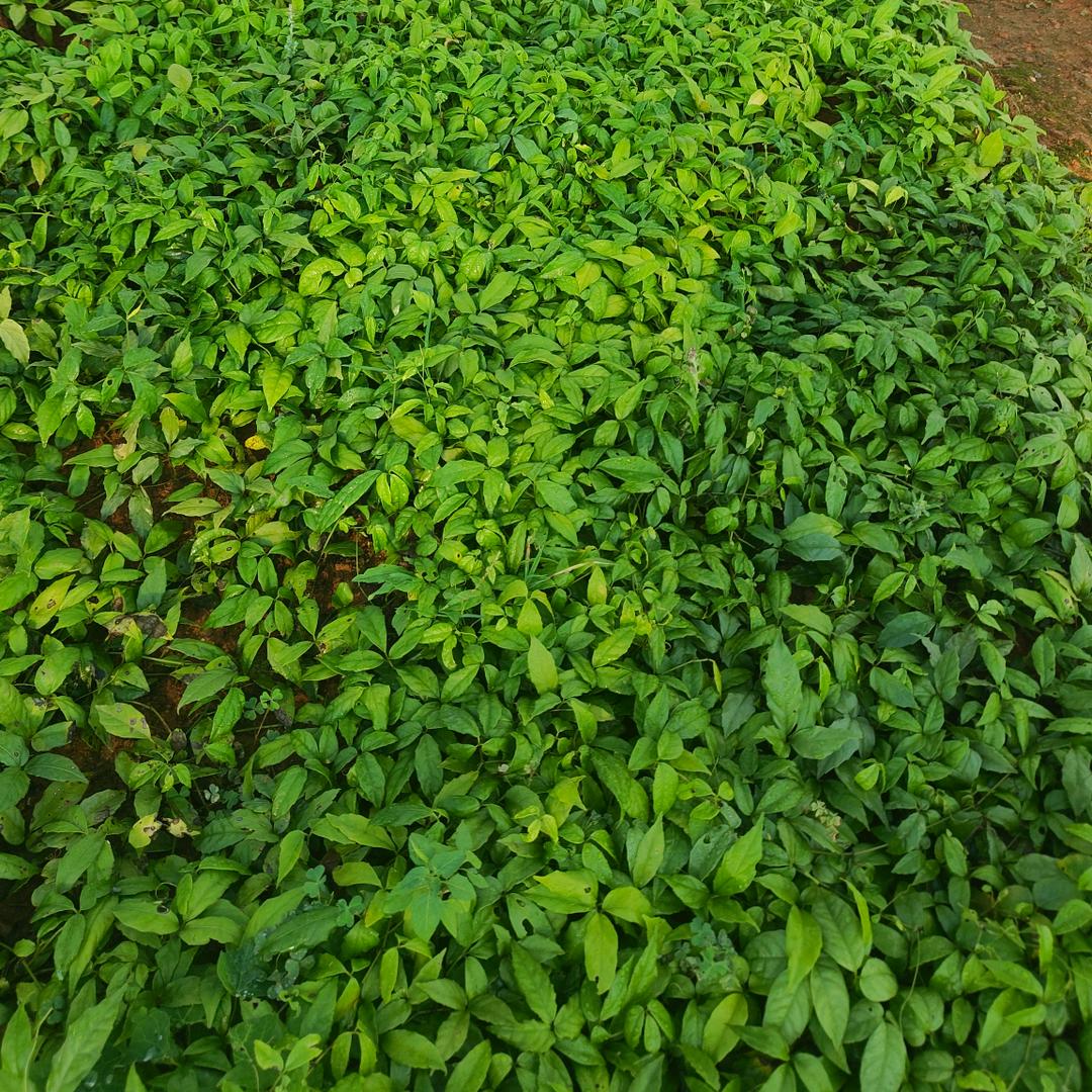 三叶青种植小陈