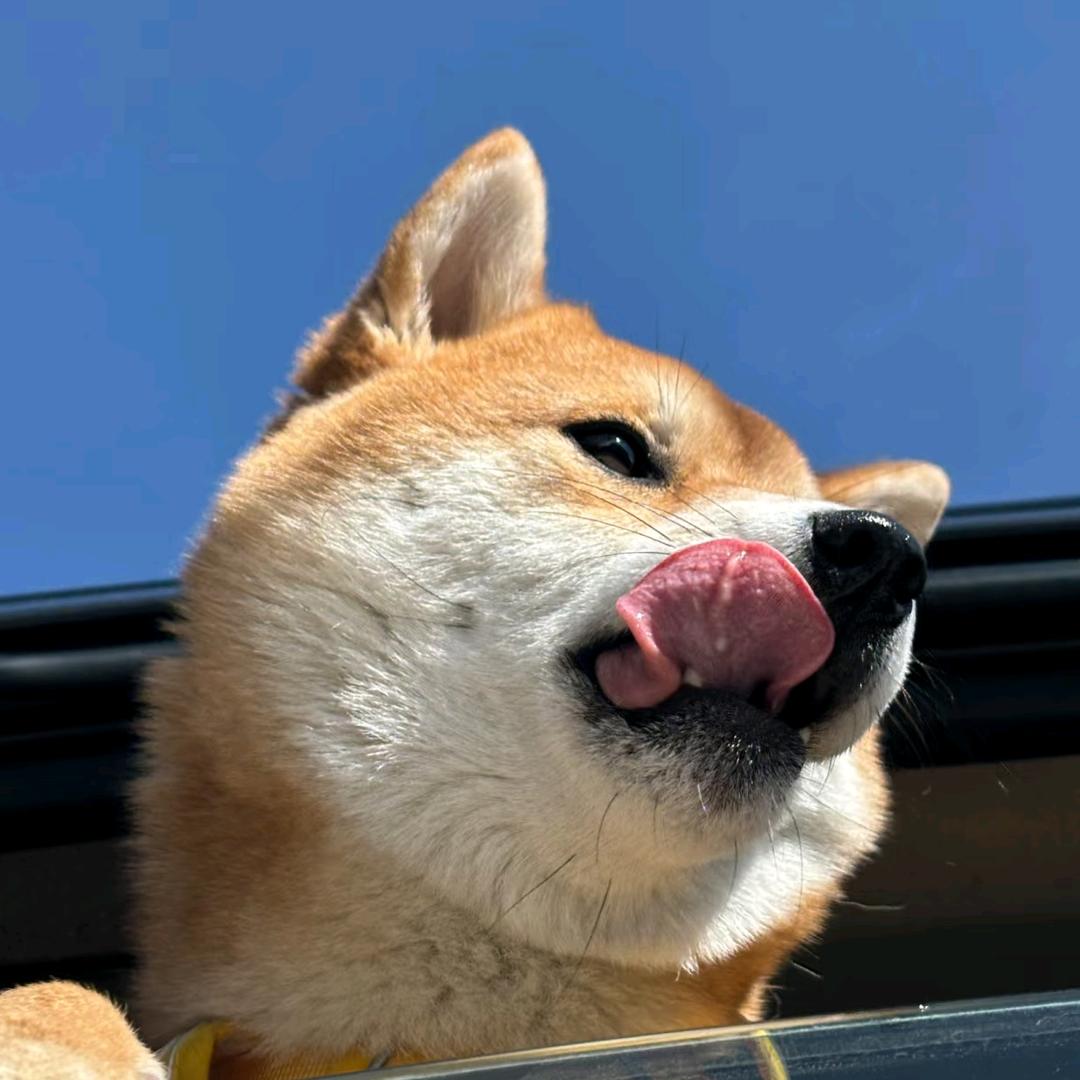 不见天日的土拨鼠