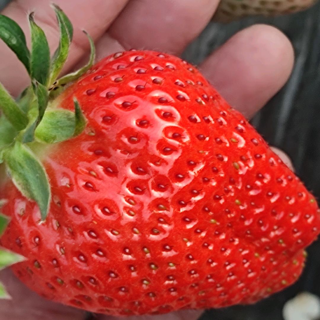 无棣一号草莓采摘园