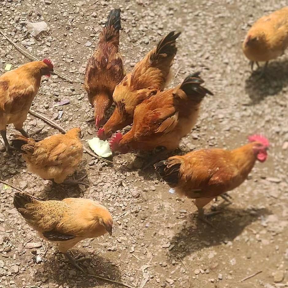 湘怀养鸡场小曾