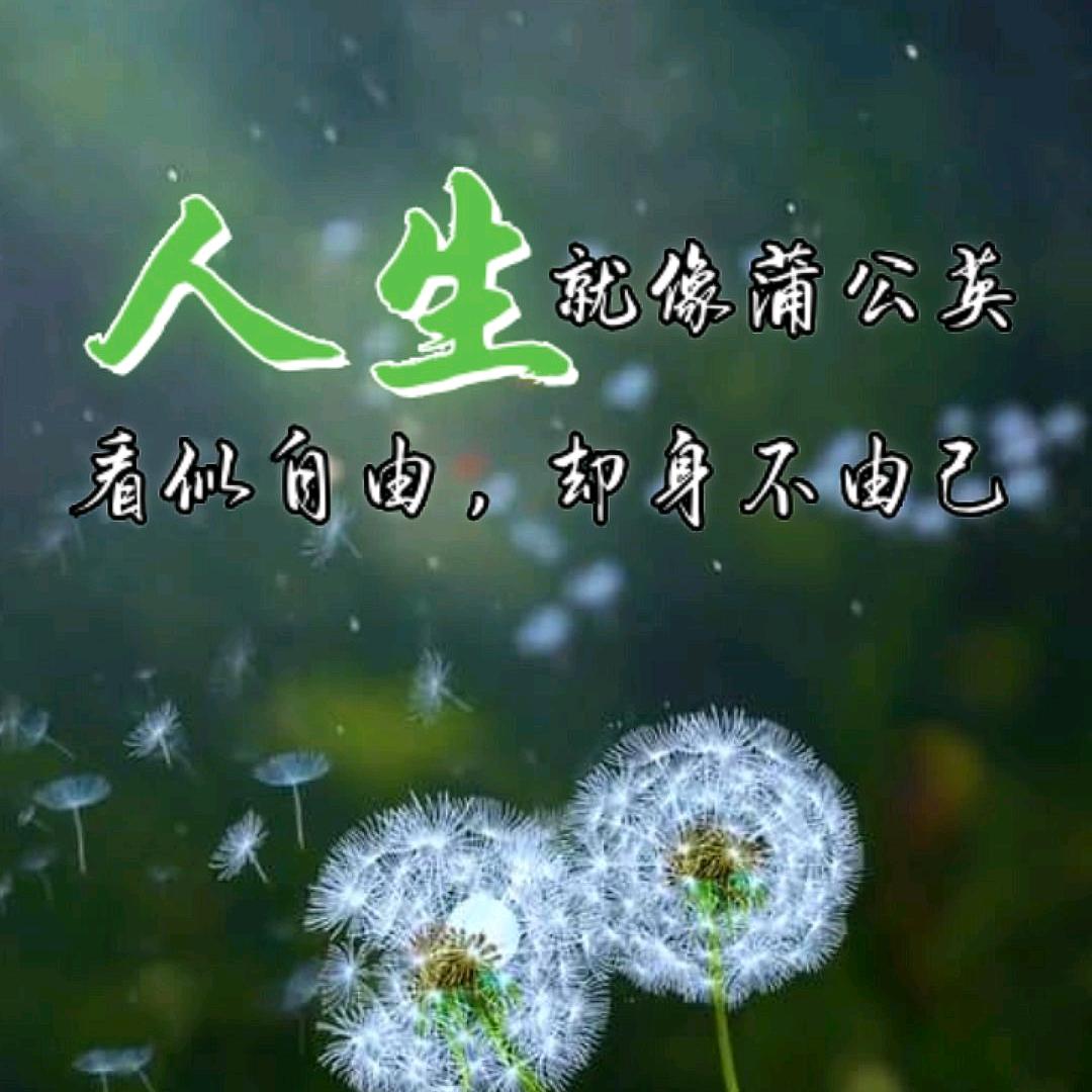 幸福像花一样((☀️⥎☀️))🌸