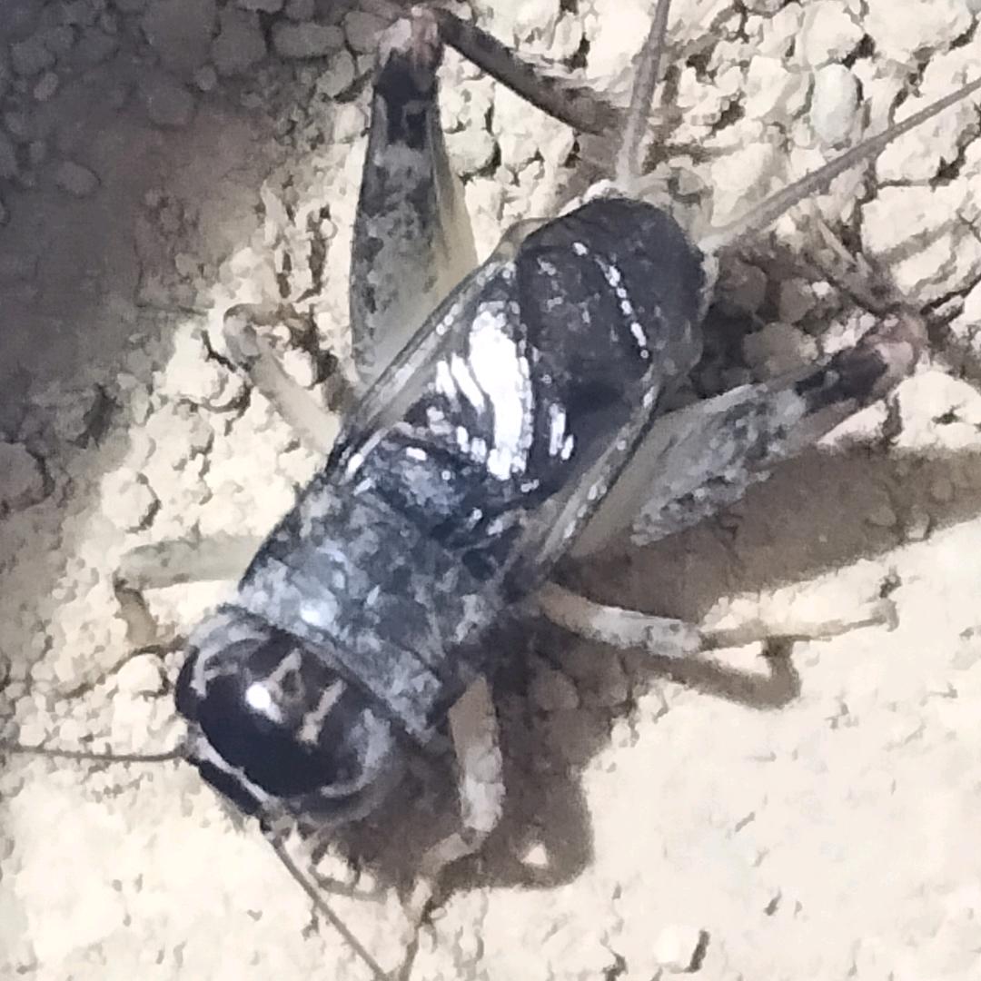 专业捉秋虫老宋