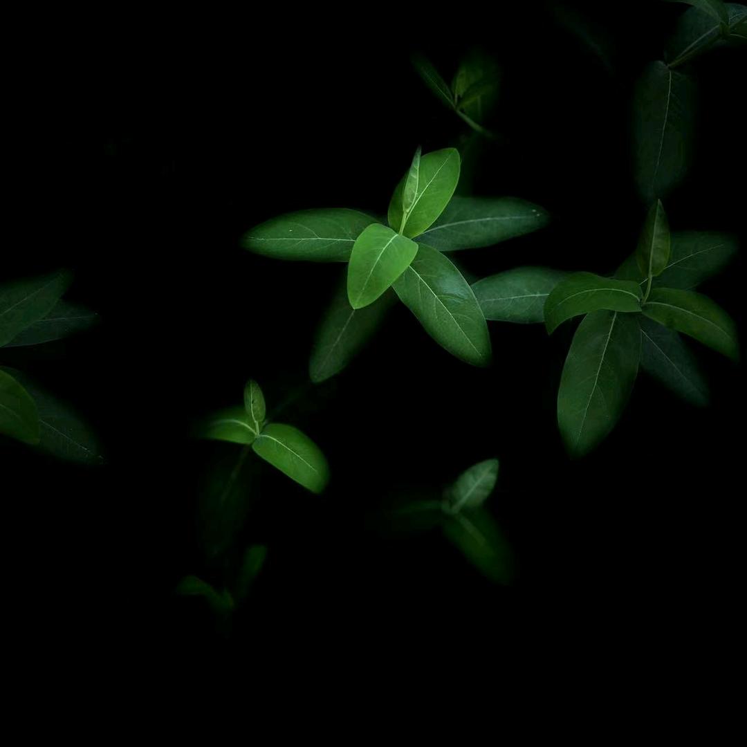 农合资各式蔬菜