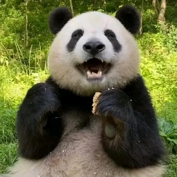 都爱吃果果