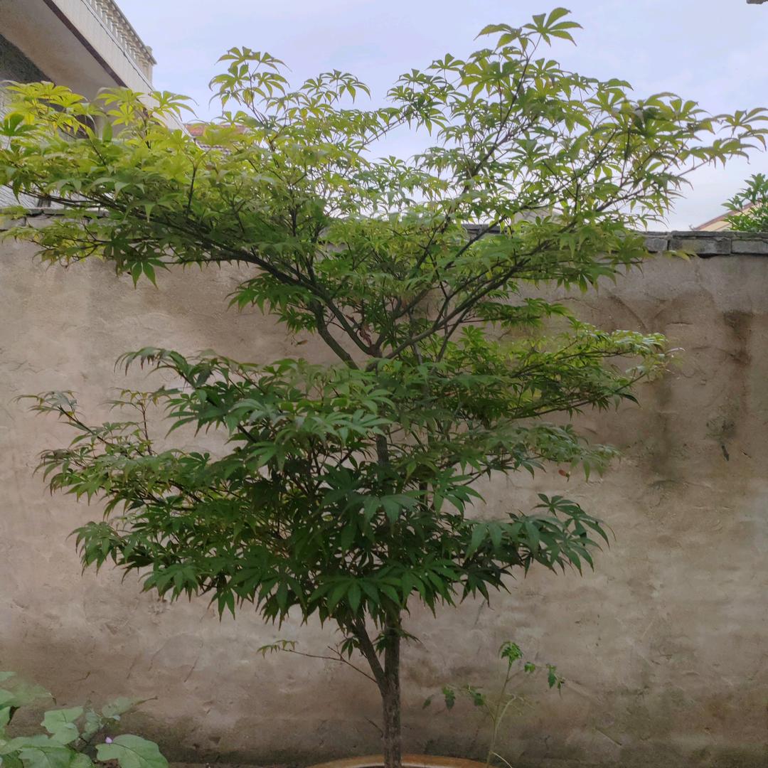 密斯李