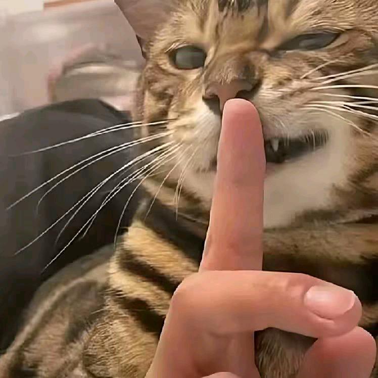 比奇堡的珊瑚