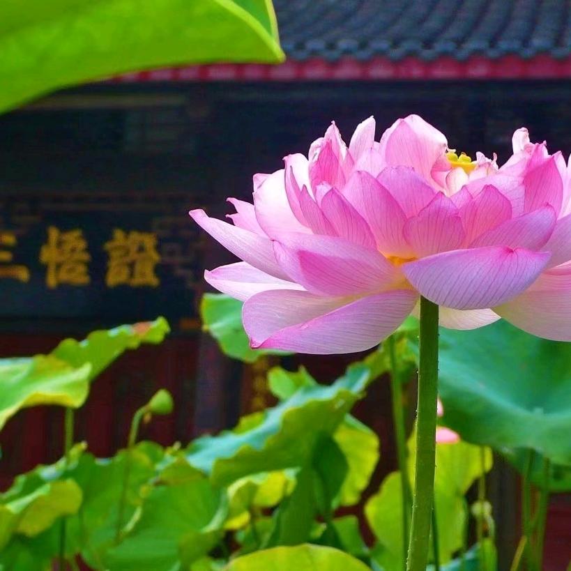 为人民服务