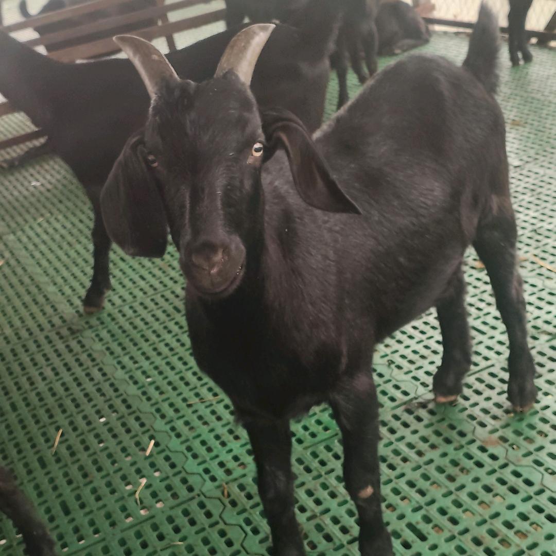 云红农佳特产店