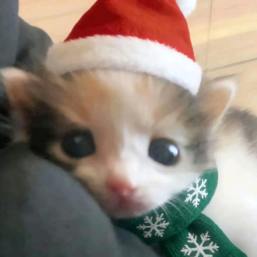 美味猫堡