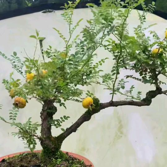 三林哥