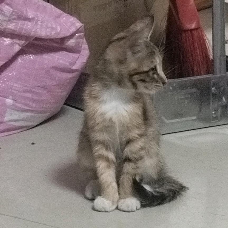 小狗小猫