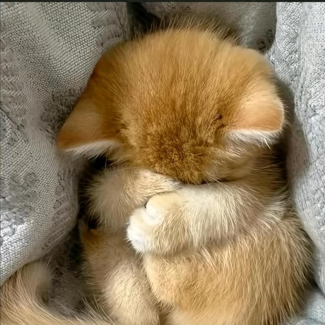 诗诗